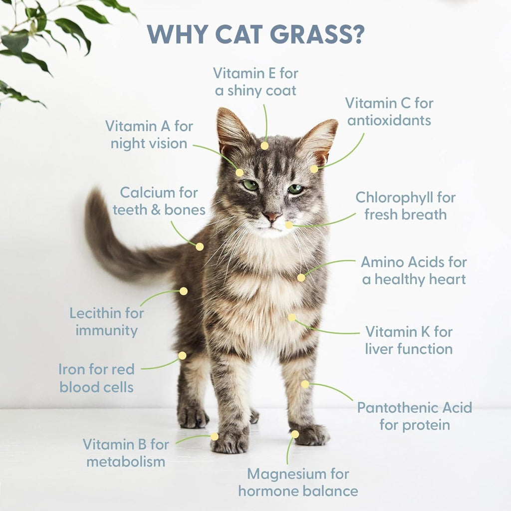 Cat Grass Kit with Wood Planter, Organic Seed and Soil N523