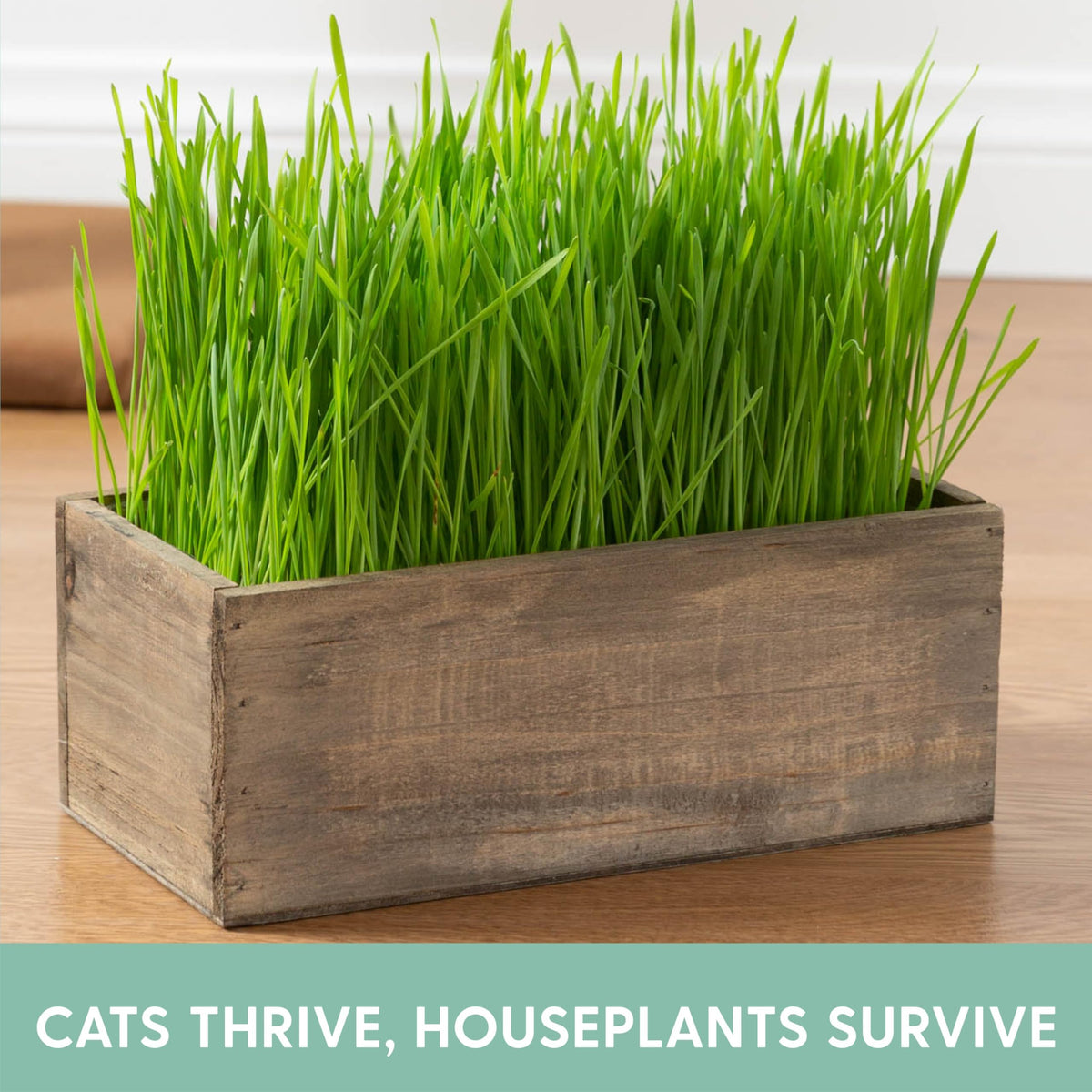Cat Grass Kit with Wood Planter, Organic Seed and Soil N523