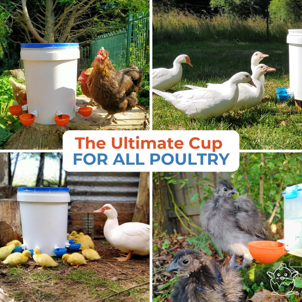 Large Automatic Chicken Waterer Cups 5-Pack K6675